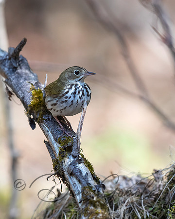 Ovenbird