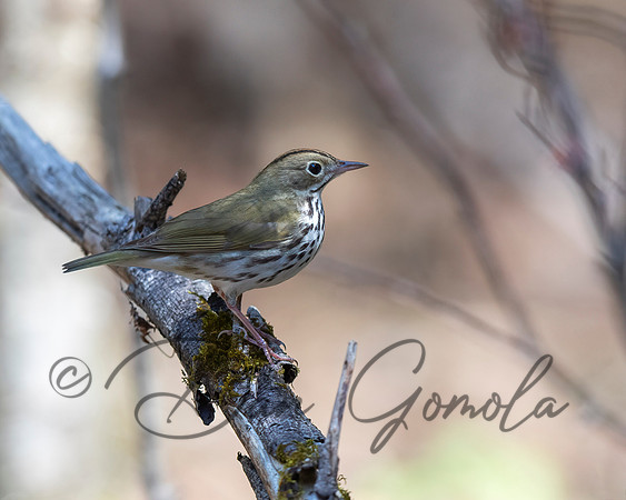 Ovenbird