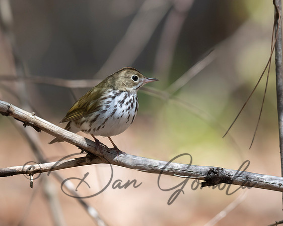 Ovenbird