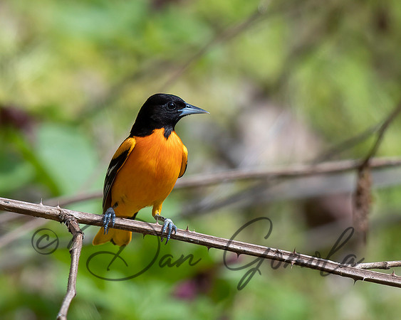 Baltimore Oriole