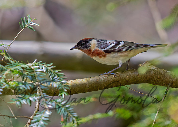 Bay-breasted Warbler