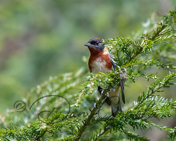 Bay-breasted Warbler