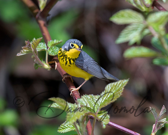 Canada Warbler
