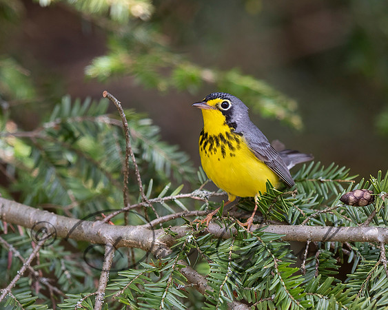 Canada Warbler