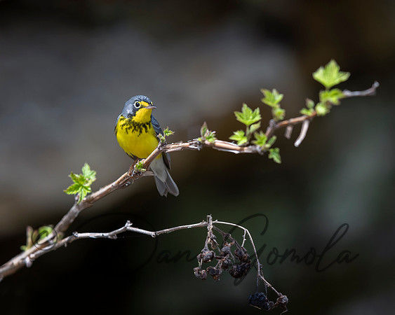 Canada Warbler