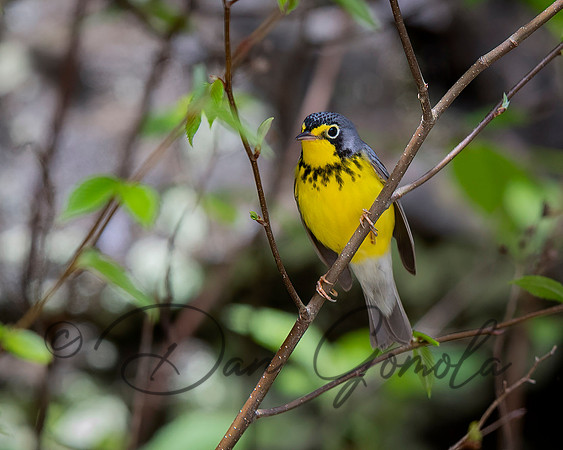 Canada Warbler