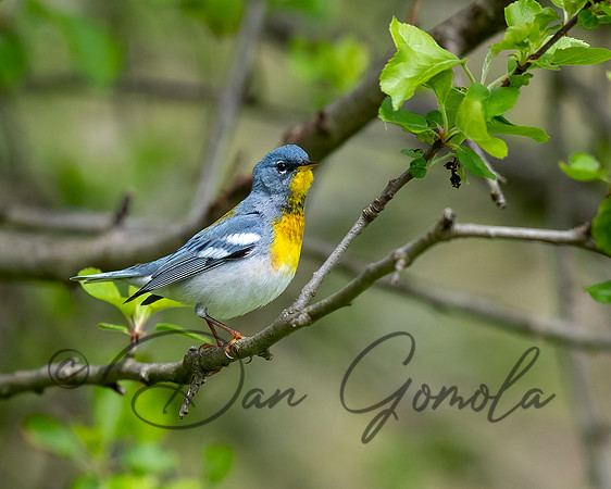 Northern Parula