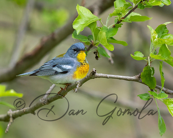 Northern Parula