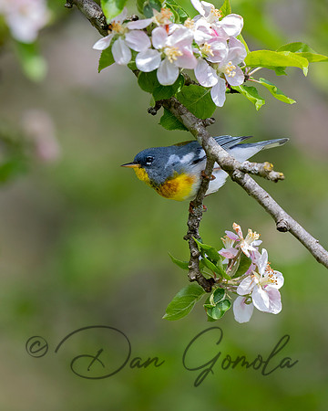 Northern Parula
