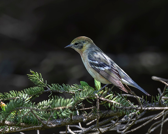 Bay-breasted Warbler