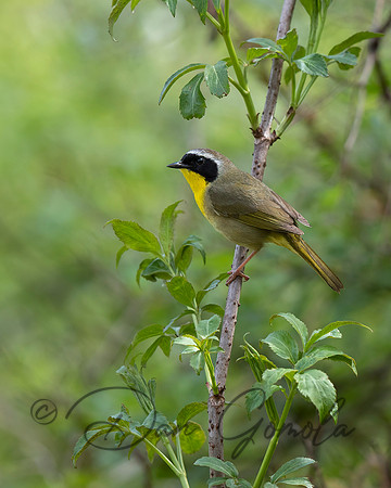 Common Yellowthroat