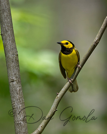 Hooded Warbler