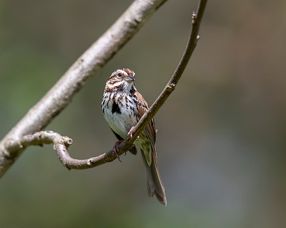 Song Sparrow