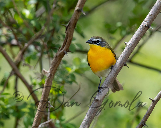 Yellow-breasted Chat