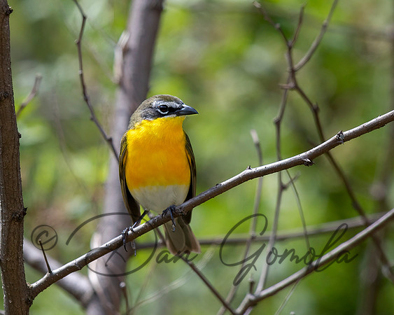 Yellow-breasted Chat