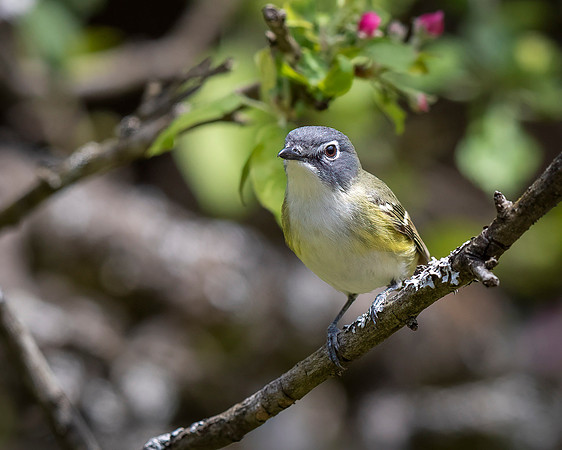 Blue-headed Vireo