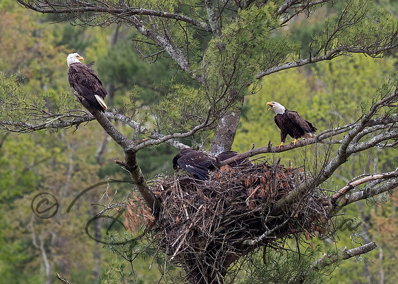 Bald Eagle