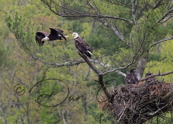 Bald Eagle