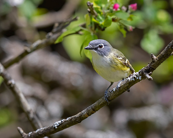Blue-headed Vireo