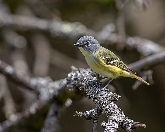 Blue-headed Vireo