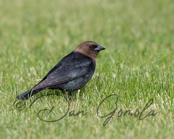 Brown-headed Cowbird
