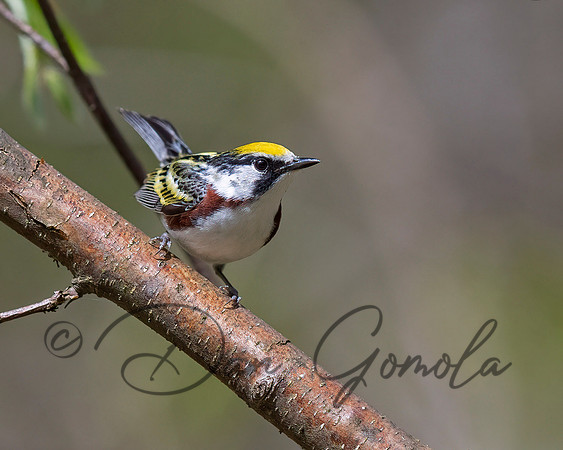 Chestnut-sided Warbler