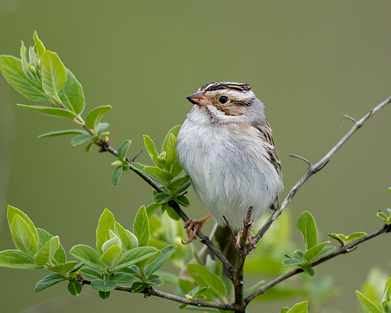 Clay-colored Sparrow
