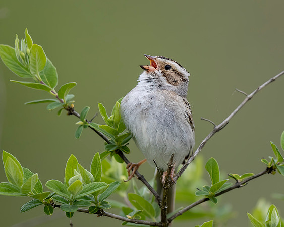 Clay-colored Sparrow
