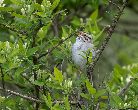 Clay-colored Sparrow