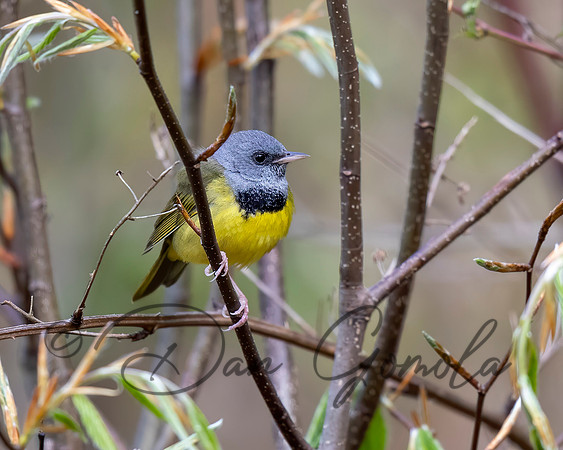 Mourning Warbler
