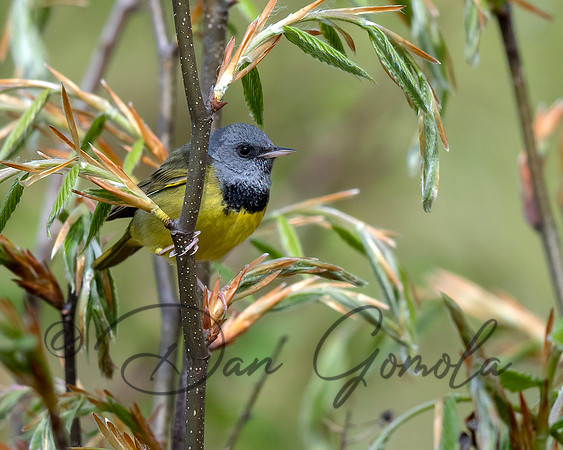 Mourning Warbler