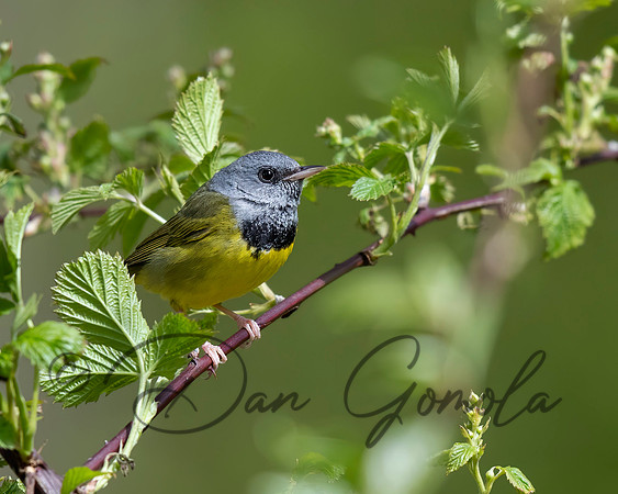 Mourning Warbler