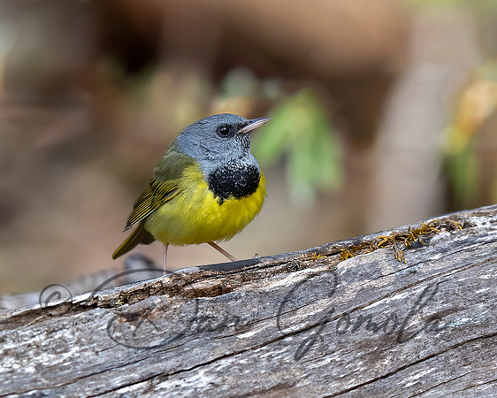 Mourning Warbler