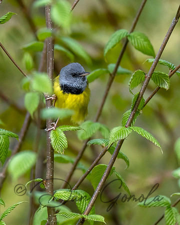 Mourning Warbler