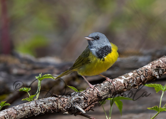 Mourning Warbler