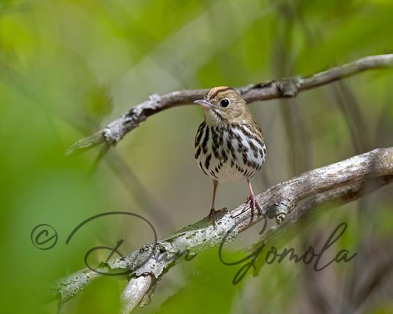 Ovenbird