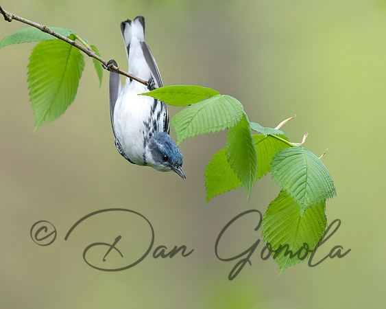 Cerulean Warbler