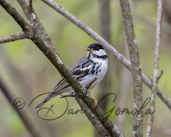 Blackpoll Warbler
