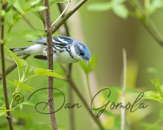 Cerulean Warbler