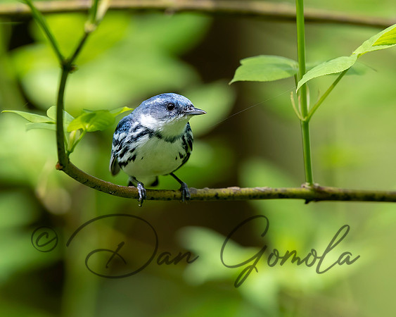Cerulean Warbler