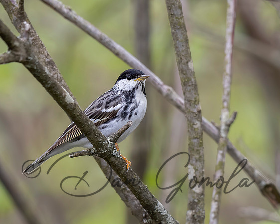 Blackpoll Warbler