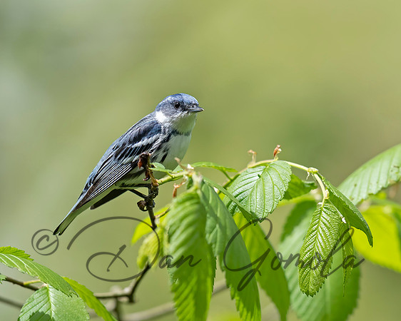 Cerulean Warbler
