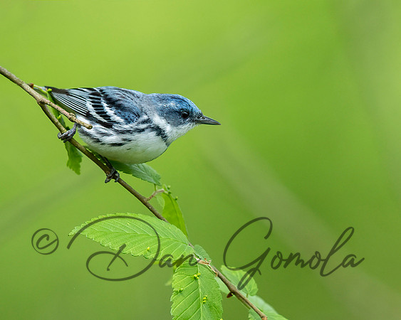 Cerulean Warbler