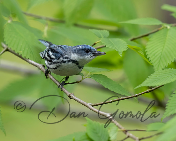 Cerulean Warbler