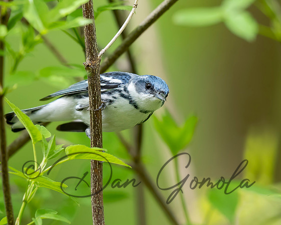 Cerulean Warbler