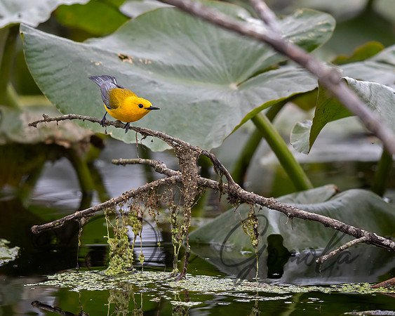 Prothonotary Warbler
