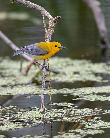 Prothonotary Warbler
