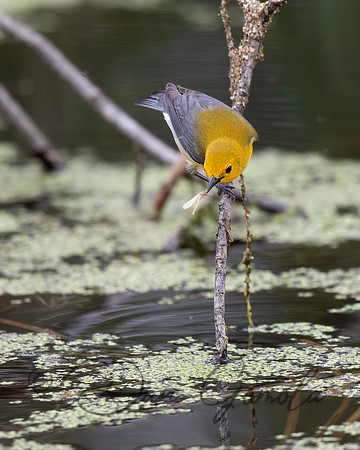 Prothonotary Warbler