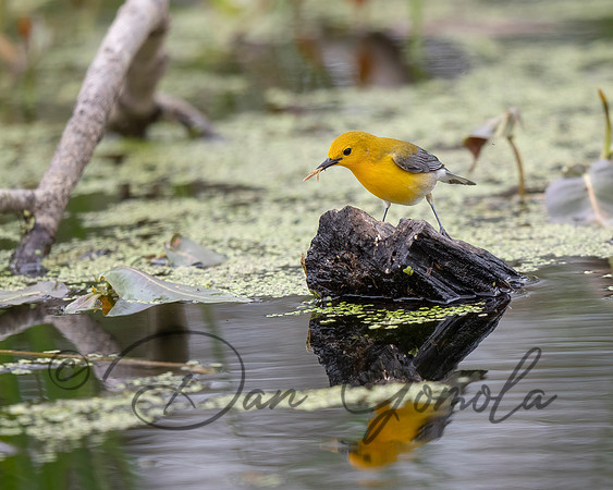 Prothonotary Warbler