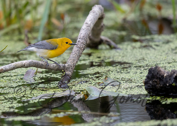 Prothonotary Warbler